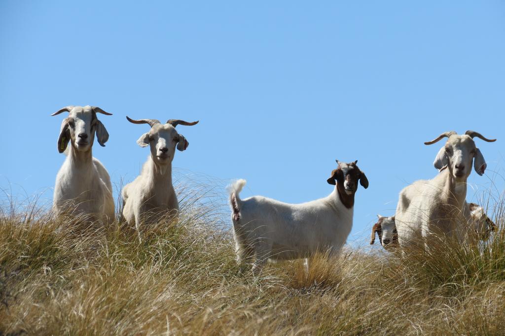 Mt Potts Lodge Ashburton Lakes Buitenkant foto